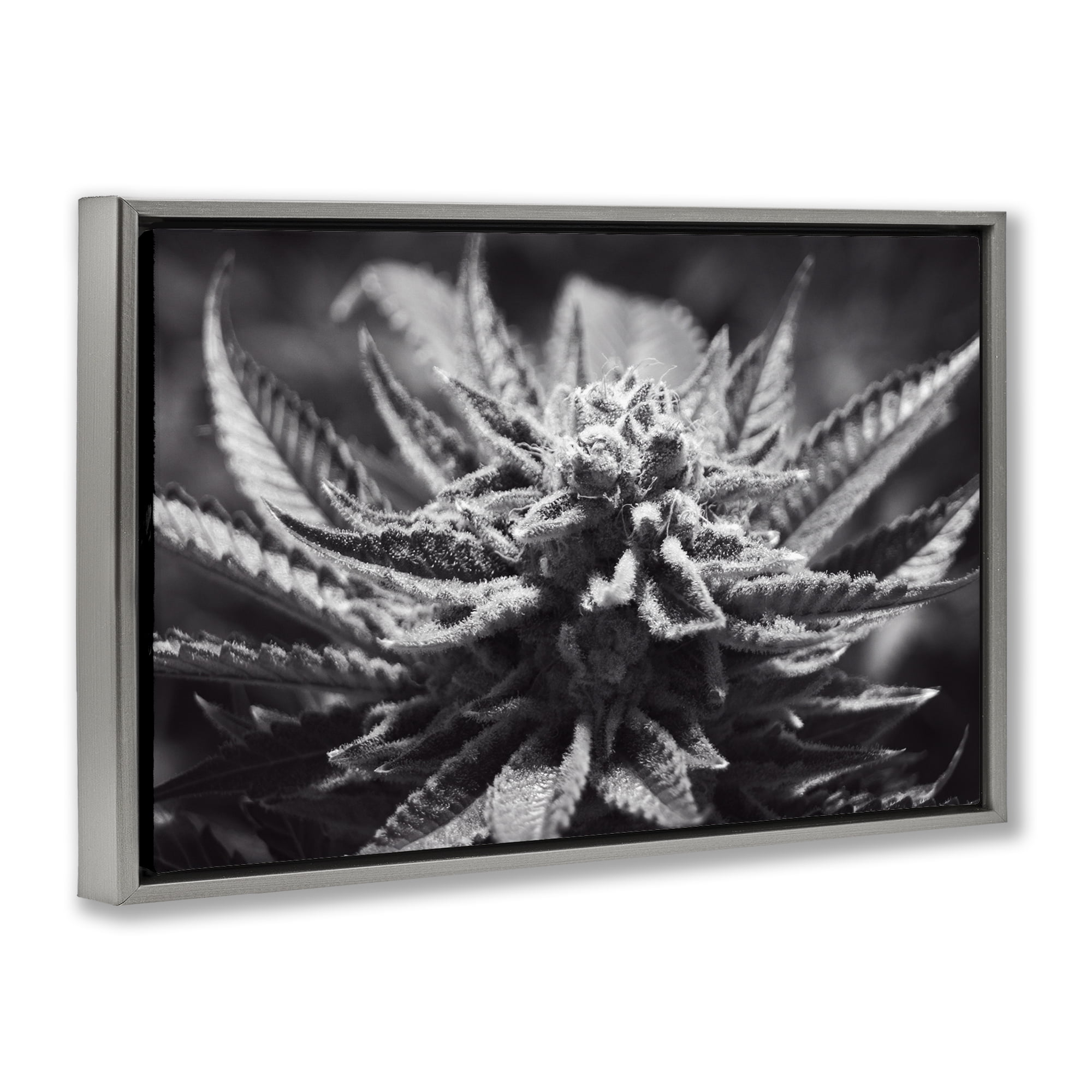 Stupell Industries Monochrome Cannabis Flower Plants & Flowers Painting Gray Floater Framed Canvas Art Print Wall Art, 25 x 17