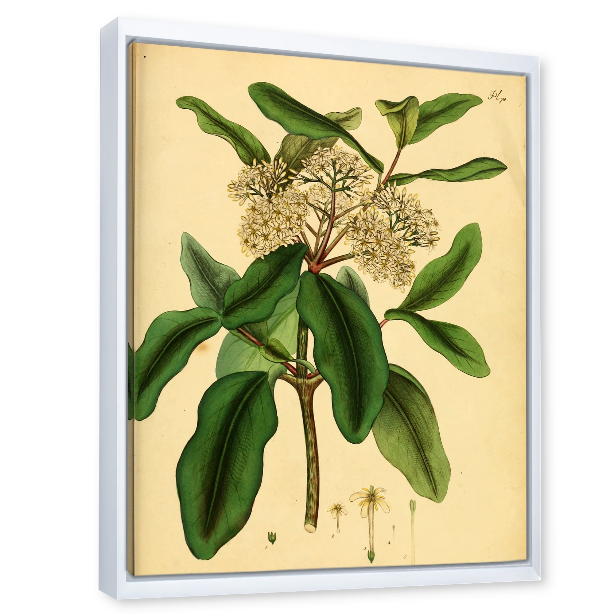 Designart 'Ancient Plant Life I' Traditional Framed Canvas Wall Art Print