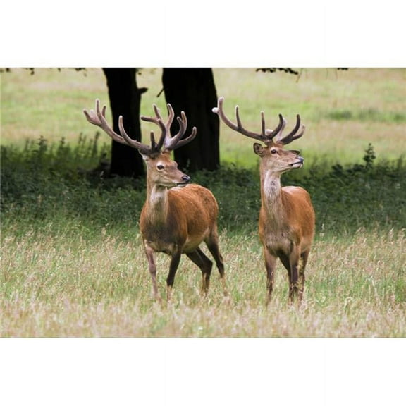 Elk in The Wild Poster Print by John Short - 17 x 11