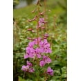 thumbnail image 2 of Jaynes Gallery 23x32 White Modern Wood Framed Museum Art Print Titled - USA-Colorado-Uncompahgre National Forest Fireweed flowers close-up, 2 of 4