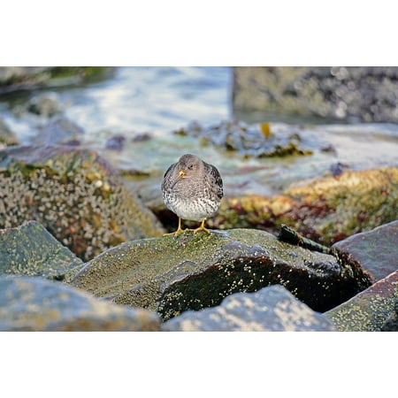 - Laminated Poster Kiwi-Bird Ocean Beach Runner Birds North Sea Poster Print 11 x 17