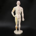 thumbnail image 1 of Modèle de Corps Humain Modèle d'Acupuncture Modèle Humain 26cm Professionnel Unisexe PVC Point d'Acupuncture Modèle de Corps Humain Outil d'Enseignement, 1 of 8