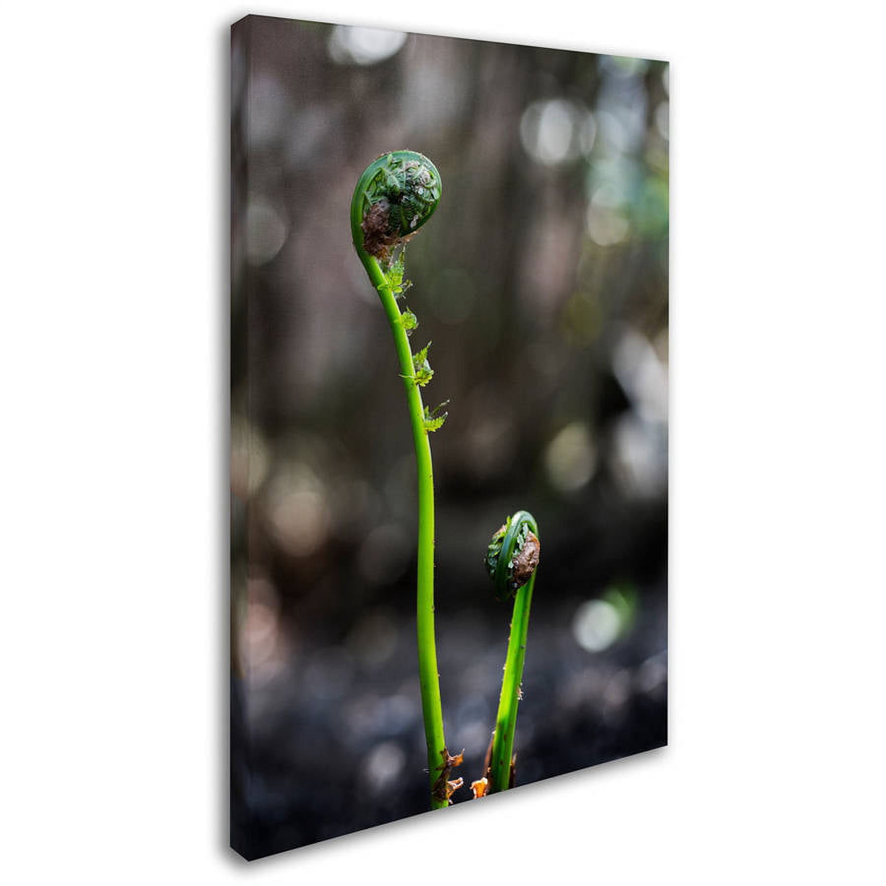 Trademark Fine Art "Fern Unfolding" Canvas Art by Kurt Shaffer