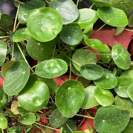 Chinese Money Plant, Peperomia Plant, Easy Care House Plant, UFO Plant, 2 Inches