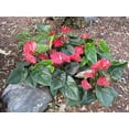thumbnail image 2 of Superbum Anthurium - Live Starter Plant in a 2 Inch Growers Pot - Anthurium - Tropical Elegance Low Maintenance Indoor Houseplant, 2 of 6