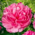 thumbnail image 2 of 10+ Seeds| Joker Peony Seeds - Authentic Seeds - Perennial Seeds~ GMO Free ~Flower seeds~ Vegetable seeds~ Asian Garden~ Herbs B5G1#B010, 2 of 5