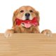 thumbnail image 3 of Juguetes para masticar perros para Chewers agresivos juguetes para perros tamaño y duraderos hechos con goma juguete duro para perros para Sunnimix juguetes para masticar cachorro, 3 of 8