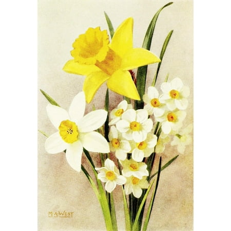 Daffodil Bulb - Bulb Gardening 1922 Daffodils Stretched Canvas - Maud Astley West (18 x 24)