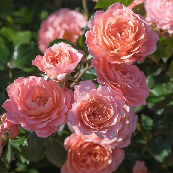 Brighter Blooms - Apricot Drift® Rose, 3 gal - No Shipping to AK, AZ, HI