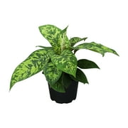 Homalomena 'Camouflage' Houseplant | 6in. Grow Pot; Indirect Sunlight | Element by Altman Plants