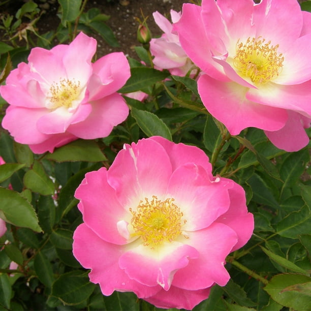 Heirloom Roses Rose Plant The Angelina Damask Rose Bush , Live Plants For Outdoors , One