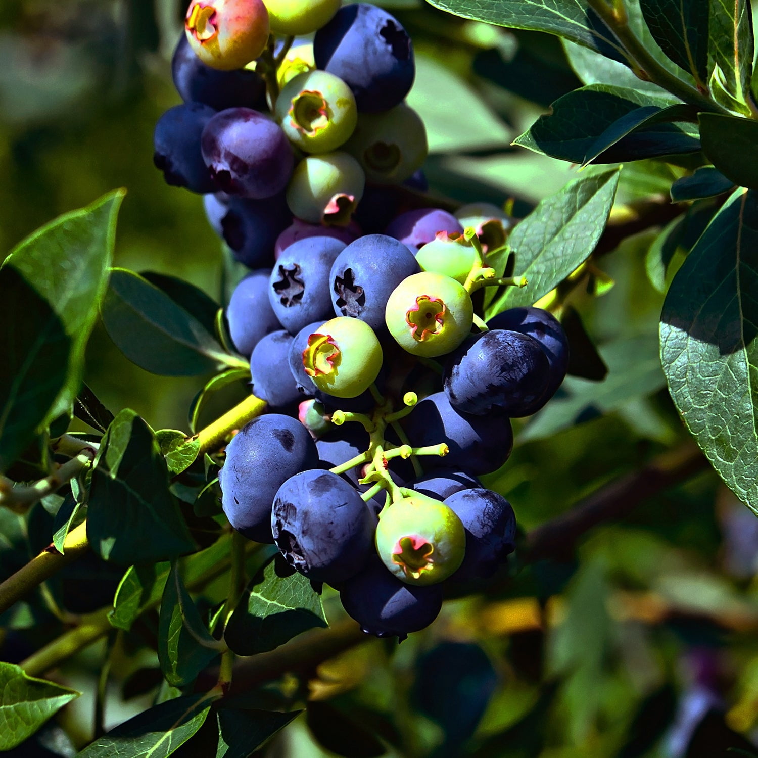 Expert Gardener 3-4' Colibri Blueberry Tree in 7 gal. Grower Pot