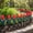 #03 Red【2 x Plastic Fence, 5.9" × 11.41"】, variant on Garden Edging Tulip Shape, Heavy Duty Weather Proof Plastic Border with Secure Hold Without Tools, for Flower Bed Pathway Vegetable Garden Yard by IHHXPRO (2, Light Blue)