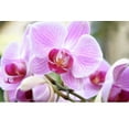 thumbnail image 3 of Organic Orchid Potting Mix by Perfect Plants - 1 Quart, 3 of 5