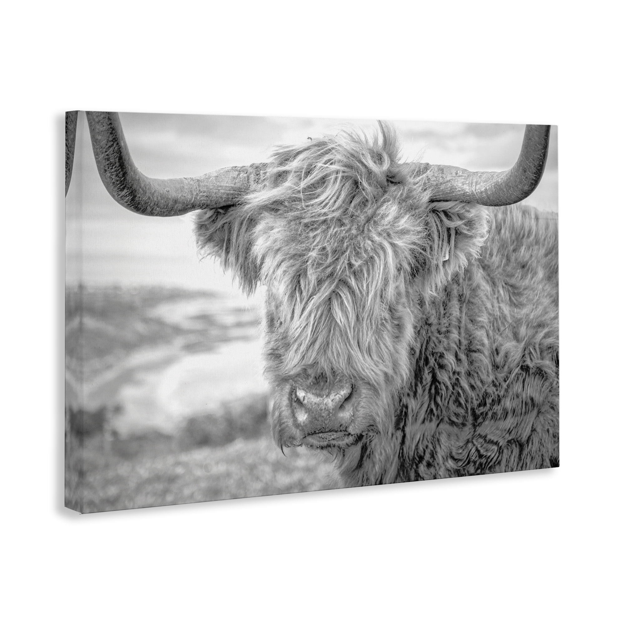 Stupell Industries Close Up Fuzzy Cattle Animals & Insects Photography Gallery Wrapped Canvas Art Print Wall Art, 30 x 20