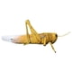 thumbnail image 5 of Modelo de langostas Hugo Material didáctico para biología 60 cm, 5 of 10