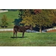 thumbnail image 2 of Galloimages Online 32x23 White Modern Wood Framed Museum Art Print Titled - The Mane Event, 2 of 4