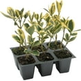 thumbnail image 4 of 6 Silver King Euonymus, Live Plants – Euonymus Japonica – Hardy Variegated Evergreen Shrub in 2.5” Nursery Cubes – Low-Maintenance & Highly Adaptable for Landscaping, 4 of 9