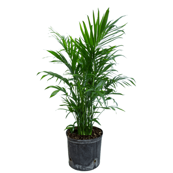 Bayview Flowers 10" Palm Special, Assorted Colours & Varieties, Outdoor Live Plants for Home Garden
