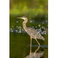 thumbnail image 2 of Day, Richard and Susan 17x24 White Modern Wood Framed Museum Art Print Titled - Great Blue Heron-Ardea Herodias-feeding in wetland Marion County-Illinois, 2 of 4