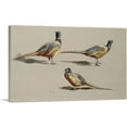 thumbnail image 1 of ARTCANVAS Studies Of a Cock Pheasant Canvas Art Print by Archibald Thorburn - Size: 26" x 18" (1.50" Deep), 1 of 9