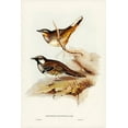 thumbnail image 2 of Gould, John 13x18 White Modern Wood Framed Museum Art Print Titled - Spotted Groud Thrush-Cinclosoma punctatum, 2 of 4