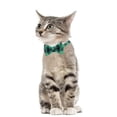 thumbnail image 2 of Collar navideño para perros y gatos con pajarita, collar para perros a cuadros suave y cómodo con pajarita linda para perros pequeños, 2 of 5