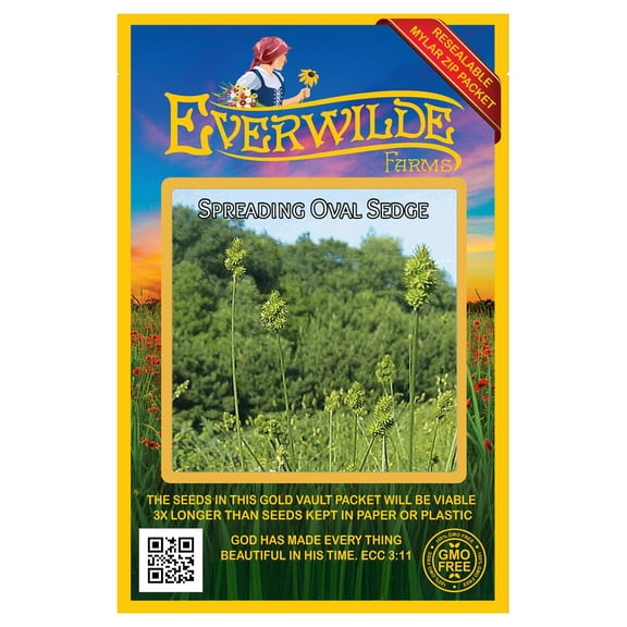 Everwilde Farms - 500 Spreading Oval Sedge Native Grass Seeds - Gold Vault Seed Packet