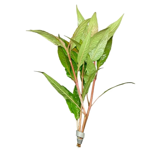 Hygrophila Salicifolia (Hygro. Blue) Buy3get1free | Live Aquarium Plants