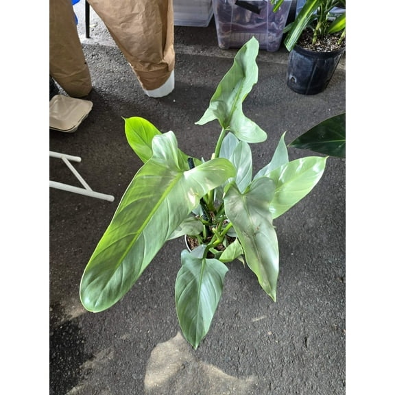 6 inch pot - 20"  tall XL Philodendron Silver Sword, also known as Philodendron Hastatum - Beautiful house plant - get one similar