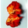 thumbnail image 3 of Carolina Reaper Pepper Plant - 2.5" Pot - Hot Pepper, 3 of 4