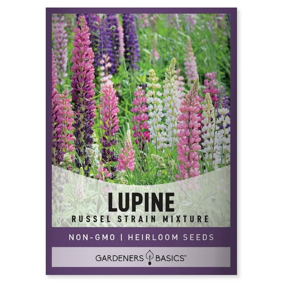 Russell Lupine Seeds