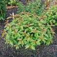thumbnail image 5 of Proven Winners ColorChoice 5" Kodiak Spiced Bush Honeysuckle Live Plant in 4.5" Pot (4 Count), 5 of 6