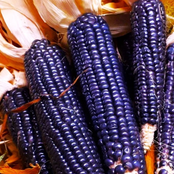 TomorrowSeeds - Blue Hopi Flint Corn Ornamental Seeds - 100 Count - For 2026 Planting Ancient