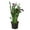 Purple, variant on Calla Lily, 6" Pot, Pink, Indoor Houseplant, Easy Care, Live Plant for Indoor & Outdoor
