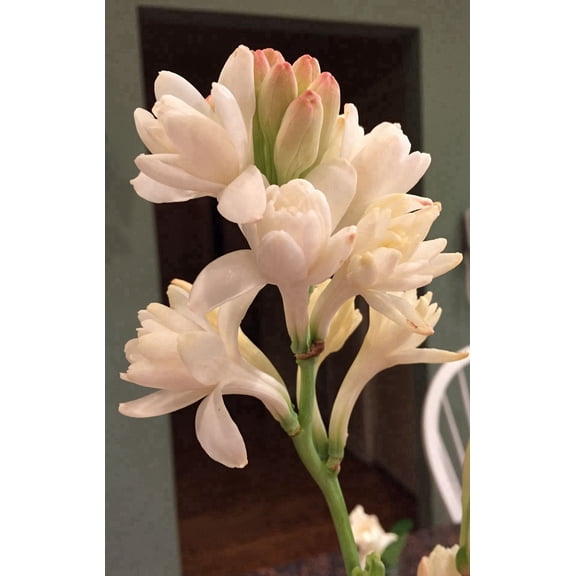 Enchanting-Tuberose, Low Maintenance - Easy Grow - Ideal for Beds Borders, Plant Pots & Planters