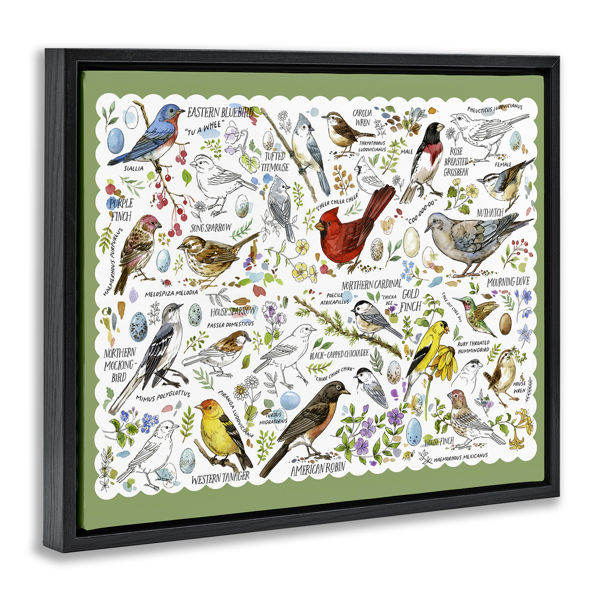 Stupell Industries Various Bird Species Animals & Insects Painting Black Floater Framed Art Print Wall Art, 21 x 17
