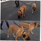 thumbnail image 3 of ZHAOCHENG Acoplador doble para perros, divisor para perros, correa ajustable, sin enredos para (2 perros negros), 3 of 5