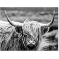 thumbnail image 2 of Aaheei Highland Cow Photography Wildlife Portrait Picture Black and White Closeup Animal Print Scottish Highland Cattle Farmhouse Artwork for Living Room Bedroom Office Decor, 2 of 6