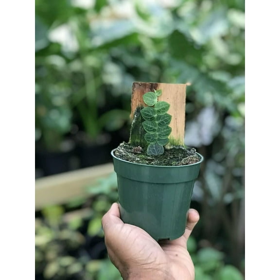 Rhaphidophora Cryptantha Shingle Plant - Live Plant in a 4 Inch Pot - Rhaphidophora Cryptantha - Extremely Rare and Beautiful Vining Indoor Houseplant - Air Purifying