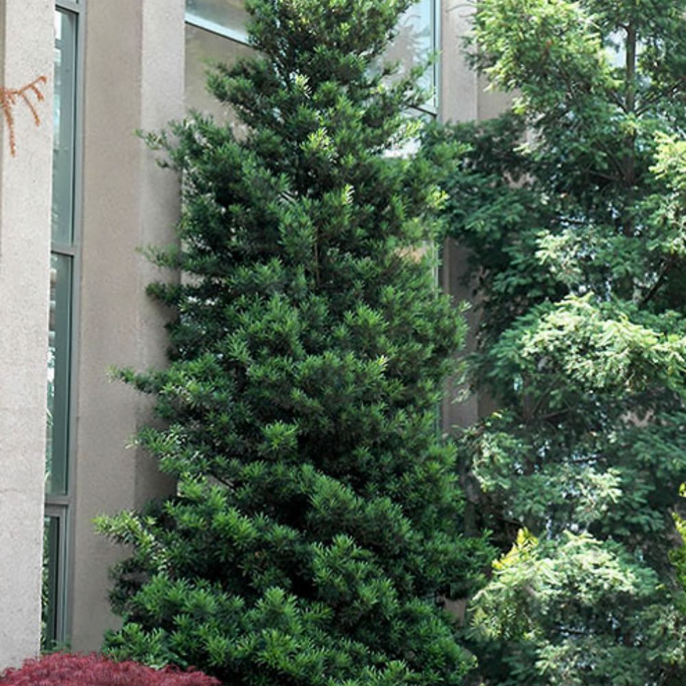 Expert Gardener 3-4 ft. tall Podocarpus Macrophyllus Yew Pine Live Tree in 7-Gallon Grower Pot