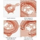 thumbnail image 4 of Colador de Barra de Acero Inoxidable Filtración Efectiva Separador de Hielo Colador Multifuncional para Cócteles y Bebidas ANGGREK Otros, 4 of 8