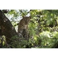 thumbnail image 2 of Posterazzi DPI12273587 Leopard Staring From Tree in Lake Manyara National Park - Tanzania Poster Print - 19 x 12 in., 2 of 4