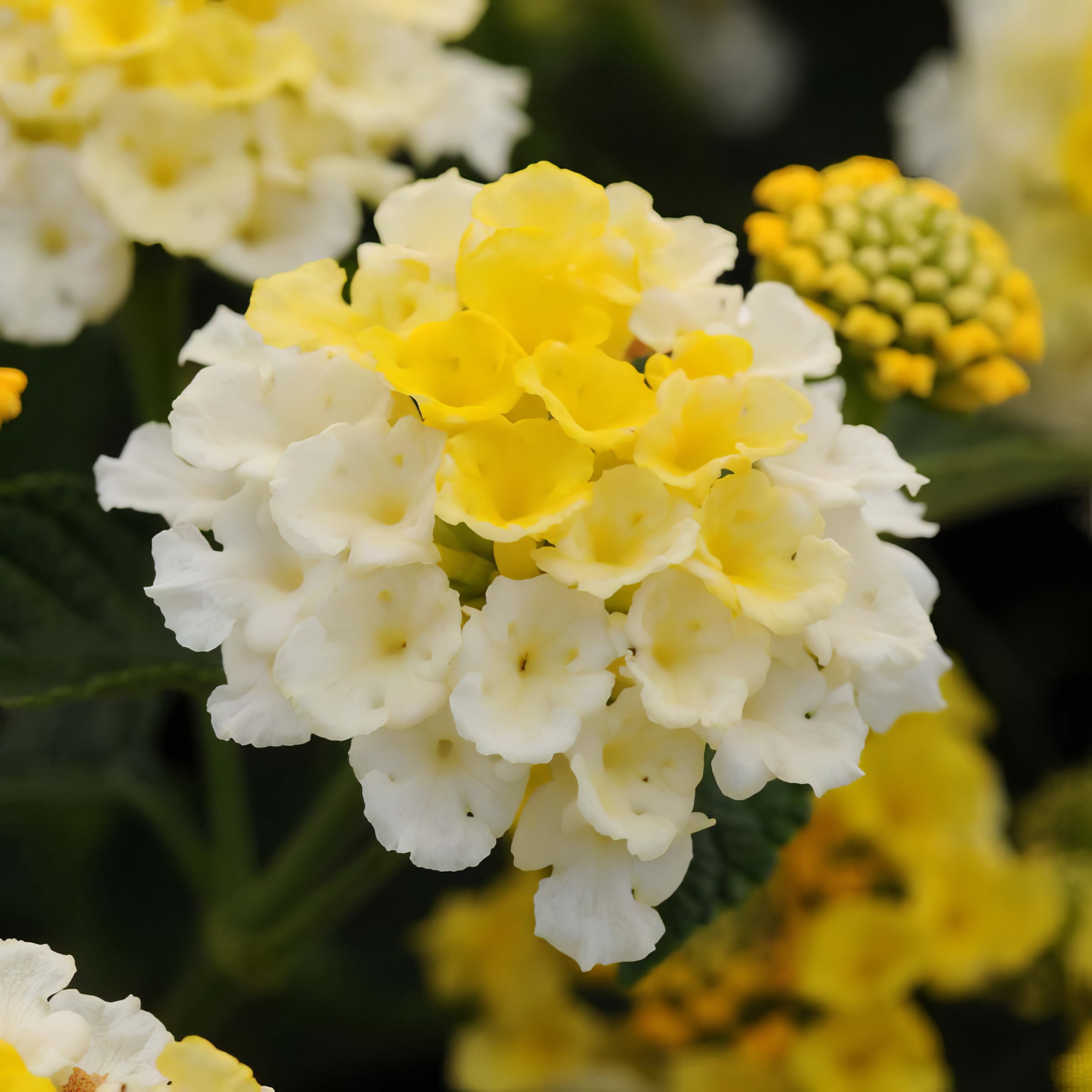 Live Annual 4" Lantana Lucky Lemon Glow (3-Pack) with Full Sunlight