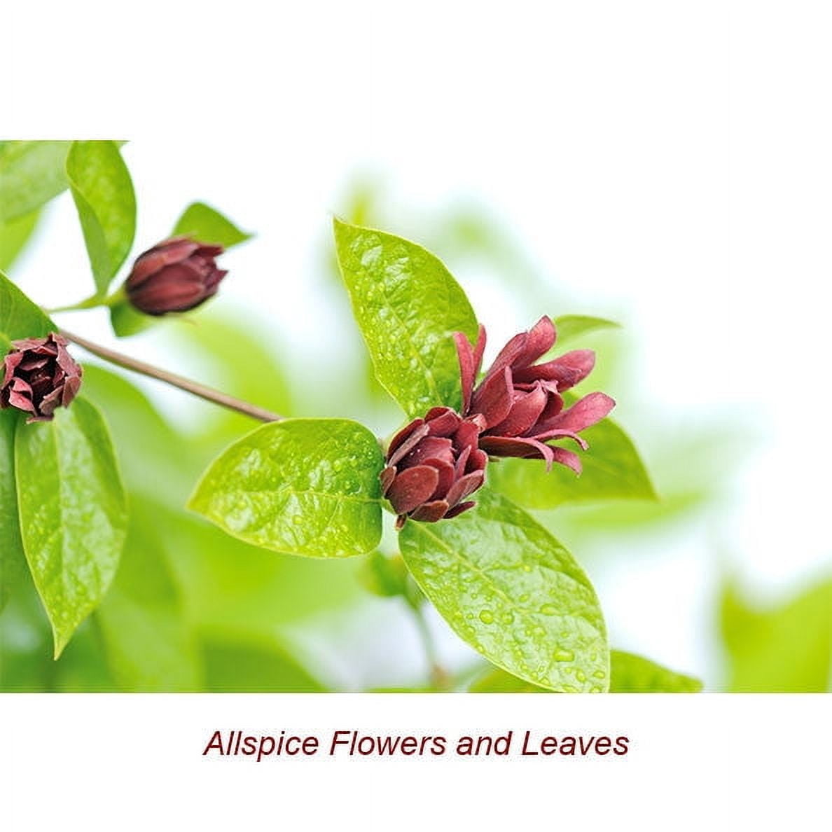 Allspice Essential Oil 1 fl oz (30 ml) - 100% Pure and Natural by Silky Scents