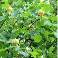 thumbnail image 5 of Tulip Tree Live Plant 18-24" Tall in Quart Pot - Liriodendron Tulipifera - Tulip Poplar Tree - Yellow Poplar - Ornamental Tree for Outdoor Garden, 5 of 5