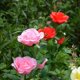 thumbnail image 4 of LED Rose Solar Flower Lights Luces de estaca de jardín decorativas al aire libre para Garden Yard Grave Jarrón Flores Decoración Pink brillar Hogar, 4 of 6