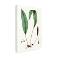 thumbnail image 2 of Vision Studio 'Fern Foliage III' Canvas Art, 2 of 3