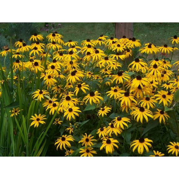 Black Eyed Susan - 100 Seeds - Rudbeckia hirta