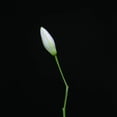 thumbnail image 2 of Rocket Science - Snake - Music & Performance - CD, 2 of 2
